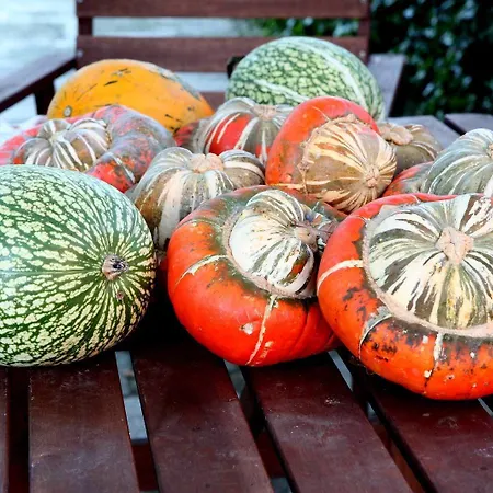 欧法巴尔乡村民宿 桑亨霍